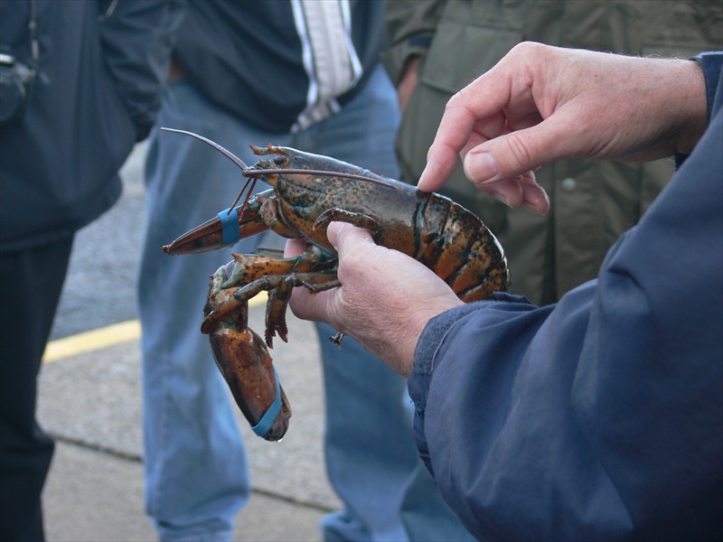 Lobster information